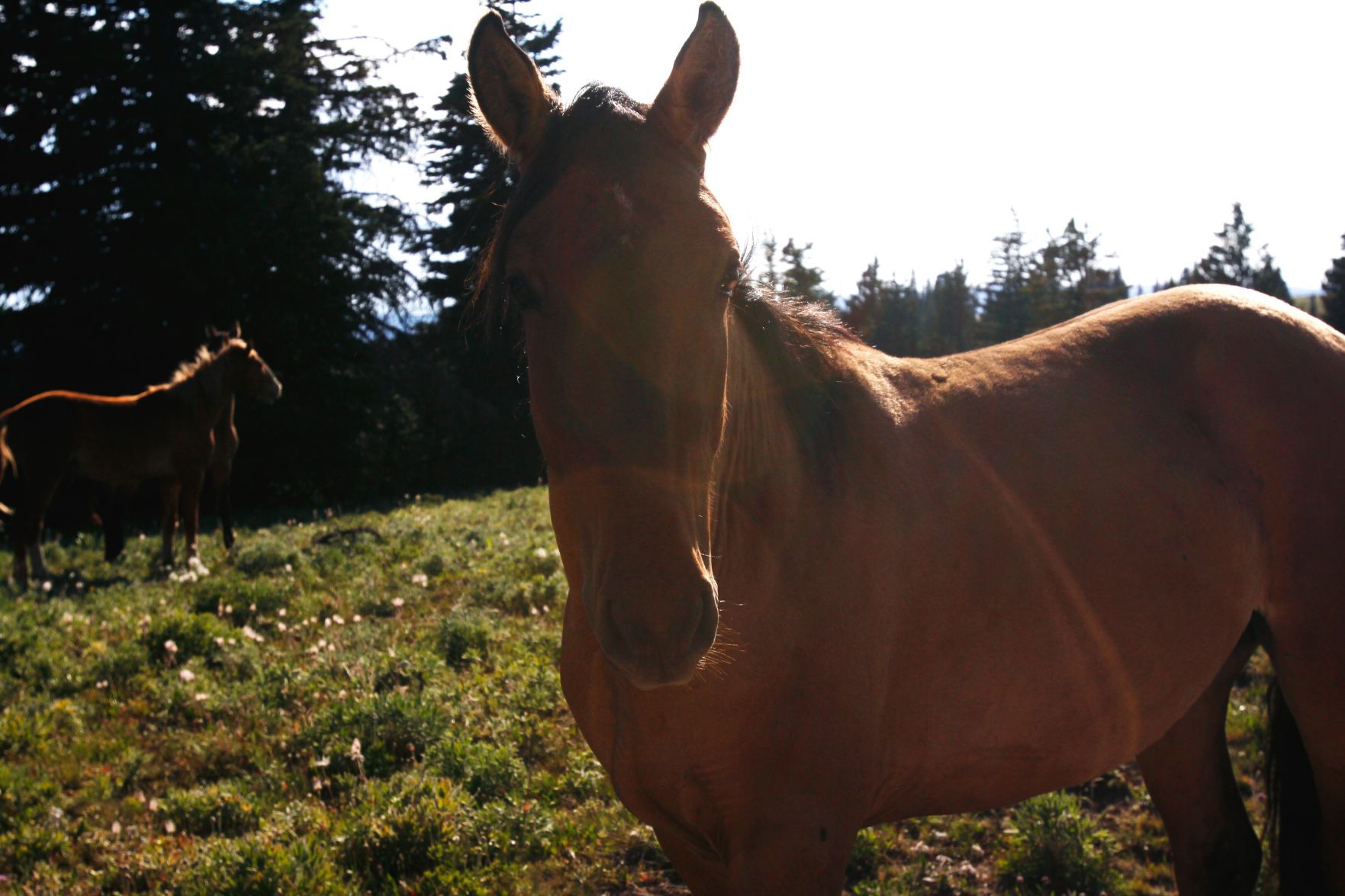 See horses closely